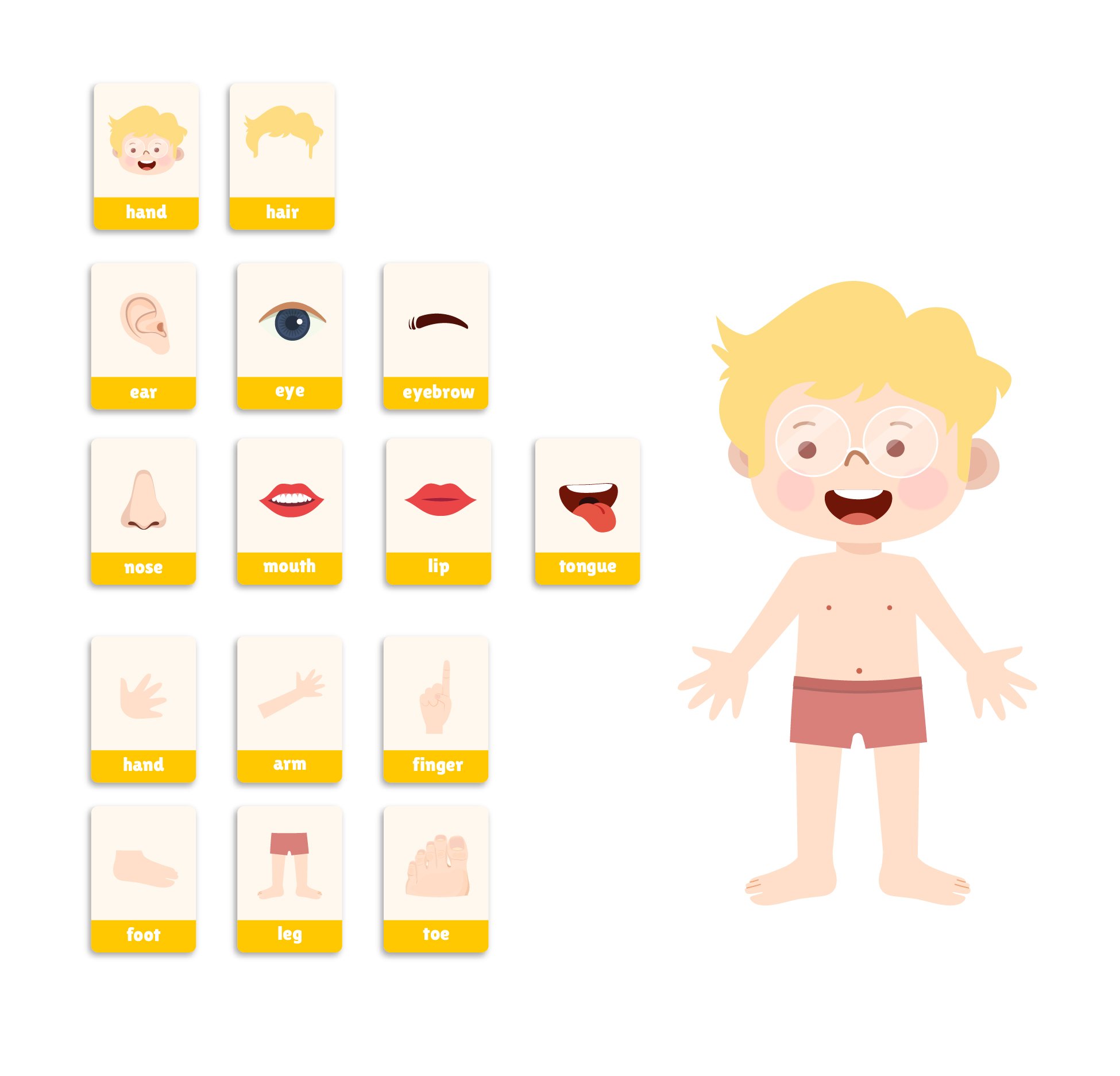 HiClass Kids body parts vocabulary flashcard
